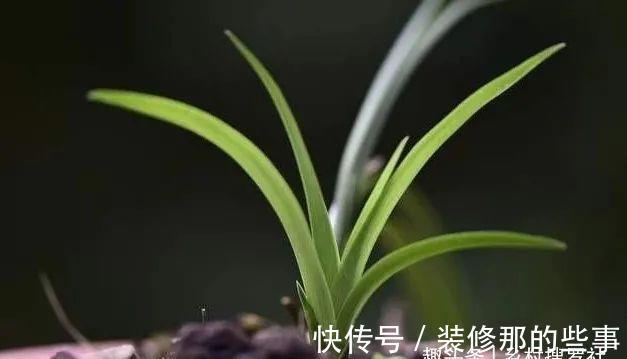 植料|兰花一直养不壮？而且难开花？这些原因如何处理？教你一个小技巧