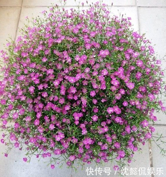 开花最香的4种花，家里养一盆，比牡丹还美，年年开花美翻