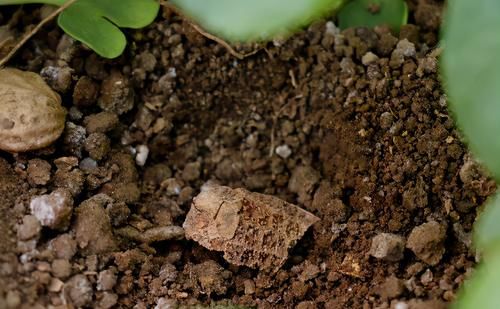 拿这4样“颗粒”养花，预防烂根问题、增肥，切记注意“分寸”