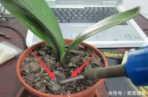 养花别只会傻傻浇水,老花匠教你1诀窍,让家里盆栽油光发亮