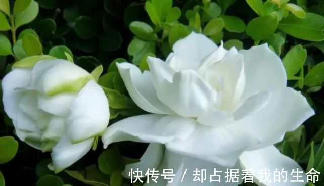 九里香九里香|3种“花”快入盆，一插就活，7天生白根，开花不断，家里飘满香