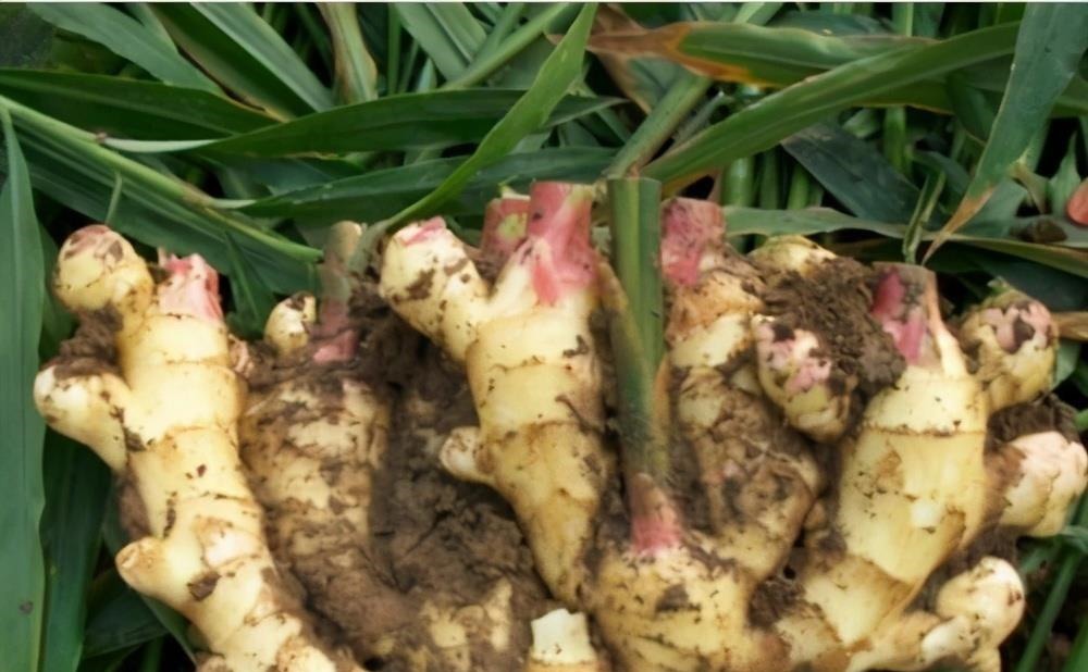 才知道这种生姜不能买，菜贩子从来不吃，为了家人健康，不妨看看