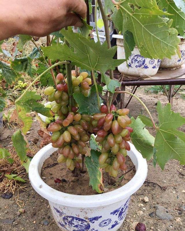 有庭院的强烈推荐种这3种水果树,有花,有果实,满满的幸福感