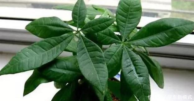 冬季养盆发财树如何避免伤亡从5个方面入手，不黄叶不烂根！