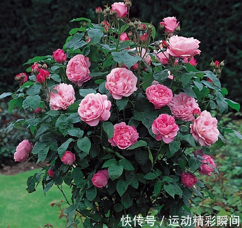 什么氮肥磷肥都不如2种药,水里加1粒秒变万能水,超好用