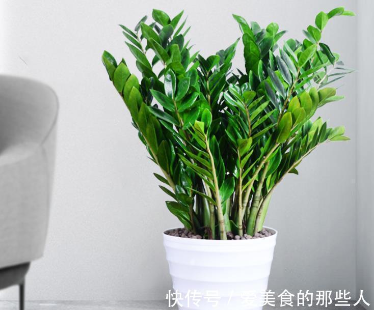 11月养花,建议选择3个品种,个个好看且好养