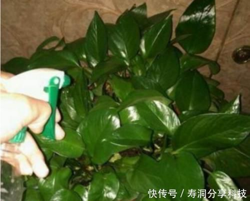 开花|张大爷养花,加点生长剂,叶绿开花多,养啥都爆盆