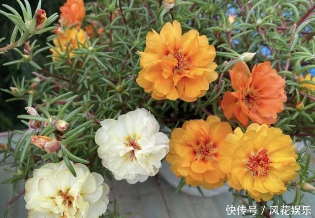 养护|想让太阳花“满盆”冒花苞有2个“关键”方法,保准有用