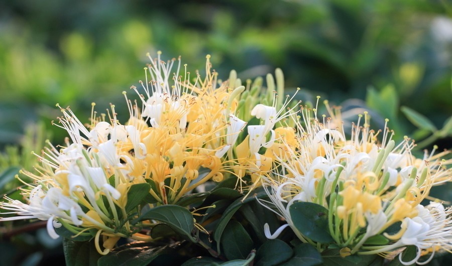 喜欢在家中养护花卉,就选择花色吉祥美好,观赏价值高的花卉,美