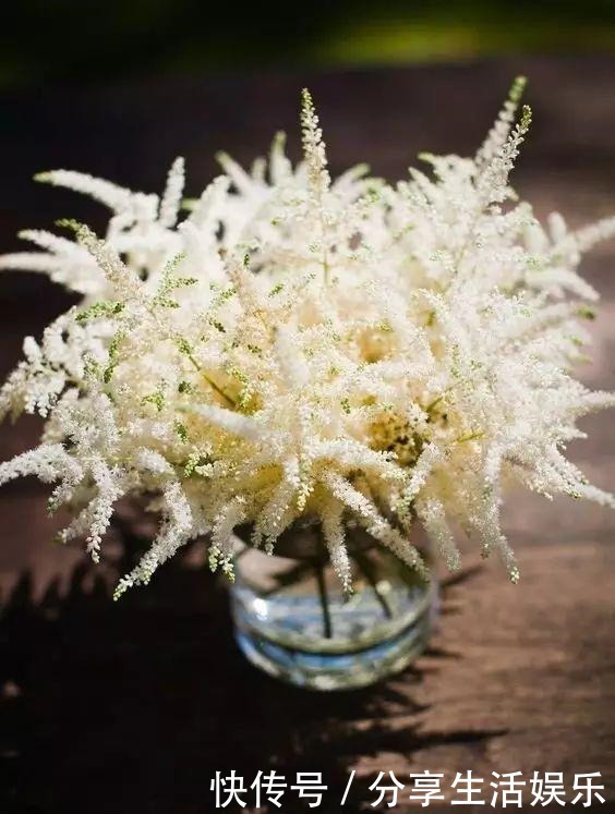 阴生花园的福音,美如新妇的落新妇!