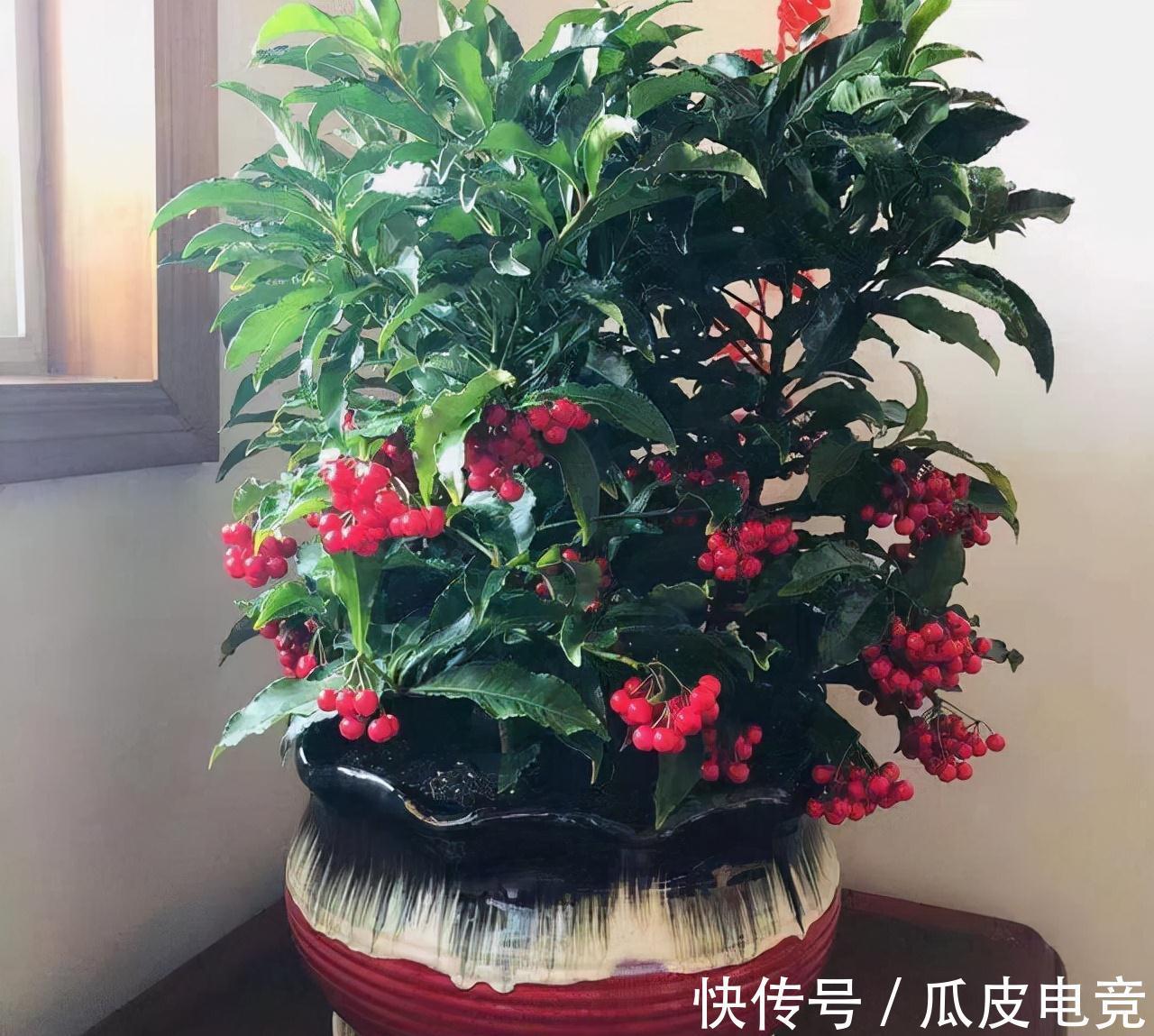 一种红果叫黄金万两,养啥招财树都不如养它,全年不掉果