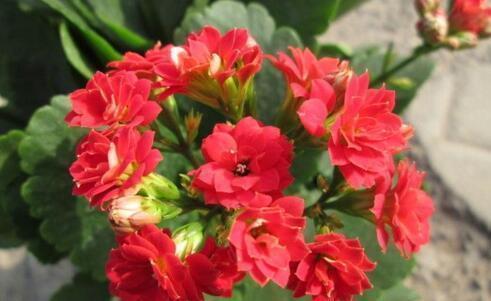 花友们|中秋前,3种东西扔盆里,长寿、蟹爪兰猛开花,肥效管1年