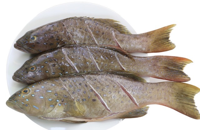 血压|高血压不能吃海鱼91岁院士提醒要想血压平稳,“3荤”可多吃