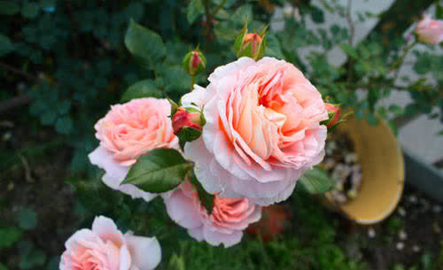 想要月季花开满枝头，早春施肥是关键，可别忽略了！