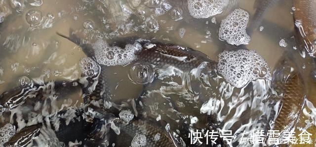 钓鱼|鲫鱼窝料配方，钓鱼问别人不一定会给你说，分享给你都是有用的！