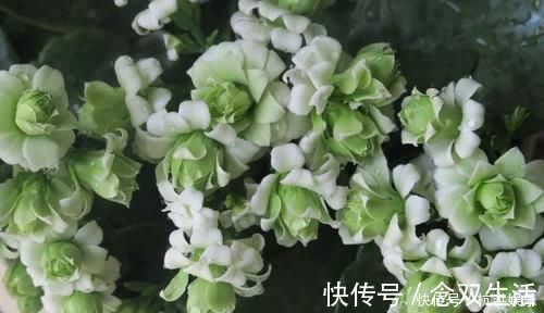 花卉|最罕见的花卉,花色新奇,好养易活,是一款爆盆神器,值得拥有