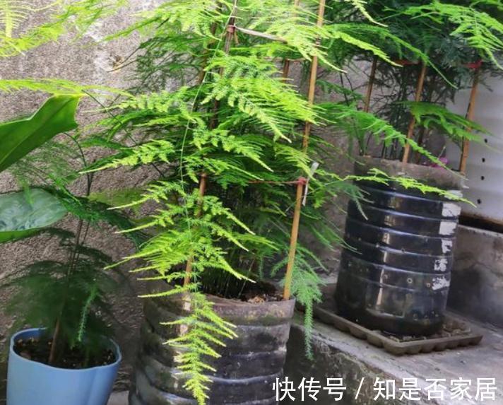 干湿度|家庭栽种这4种植物,早用“小盆”,打理更简单,植株状态更好