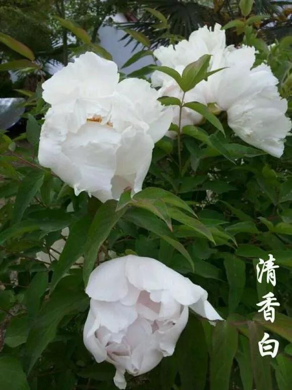 喜欢牡丹花，却一不小心买到芍药！附牡丹花品种图鉴大全