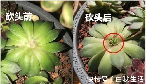 光叶子|多肉撸光叶子,呼呼冒出10个头,越虐长得越旺