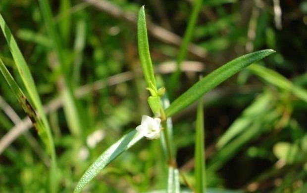 免疫力|这两味药能抗癌、提高免疫力,配伍使用效果更好