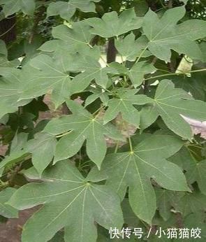 家具|刺楸木质坚硬细腻、花纹明显,好制作高级家具、乐器、工艺雕