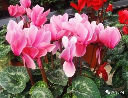 仙客来开花期,给它做4个小细节,开花时间长,花色更美