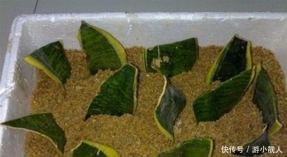 叶子|只需一片叶子就能长到“爆盆”的4种盆栽