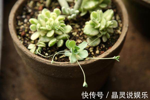 花友|花友在浇花的水里加点这个，就能防止盆栽多肉植物化水、黑腐！