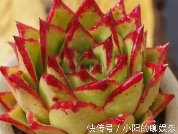 多肉口红在冬天怎么养出大红边