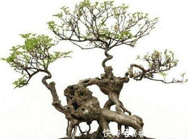 怎样才能制作出漂亮的露根盆景呢 试试这几个盆景露根方法吧