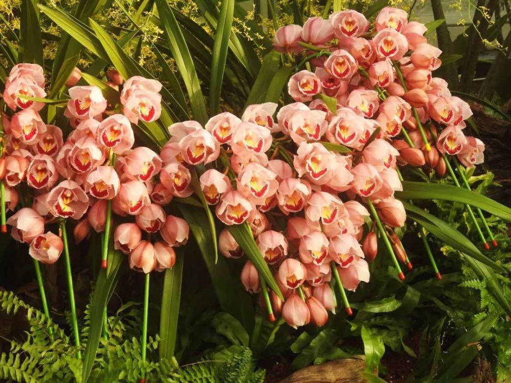 这样“年货”你备了吗？年宵花图鉴（下）请查收