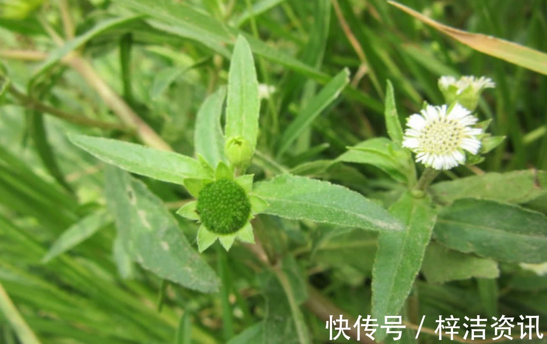 野生植物|农村里常见得一种野草，不仅能够凉血止血，还对心脑血管也有效用