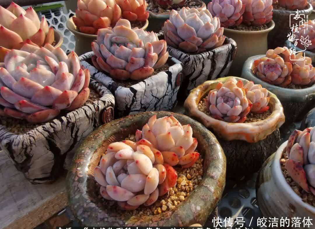 百度|我与多肉那些不得不说的故事!