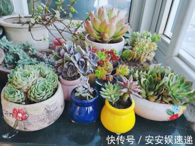 新手养多肉经常遇到的几个问题,早点知道,就能少走弯路