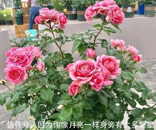 养月季花,教你一招,猛长笋芽,开花期长,每一种都很美