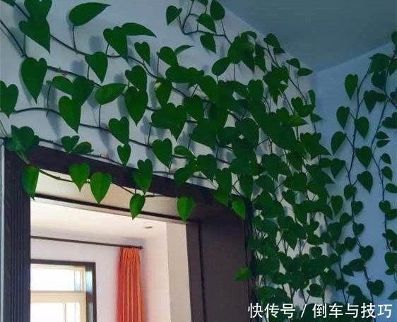 绿萝到底怎么浇水2个浇水技巧，学会浇水就能把绿萝养爆盆！