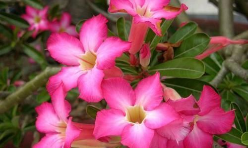 超好养的4种花,插个枝条就能活,花期几乎全年,很适合新手养