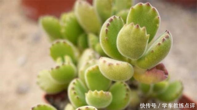 多肉品种多要会“挑”!这5种不能错过,旺福旺运家人也能受益!