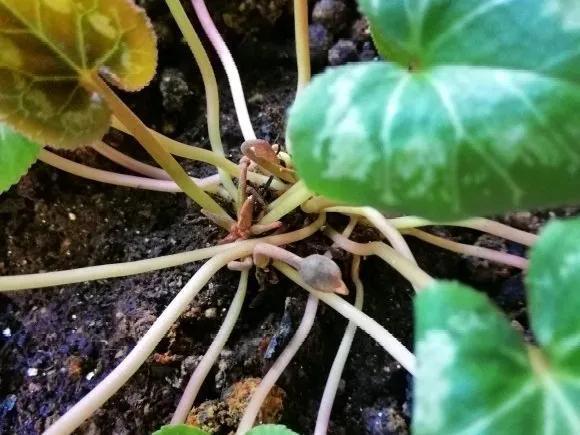 休眠期开花，剪掉才能活，需要一些养护技巧，才能保证安全度夏