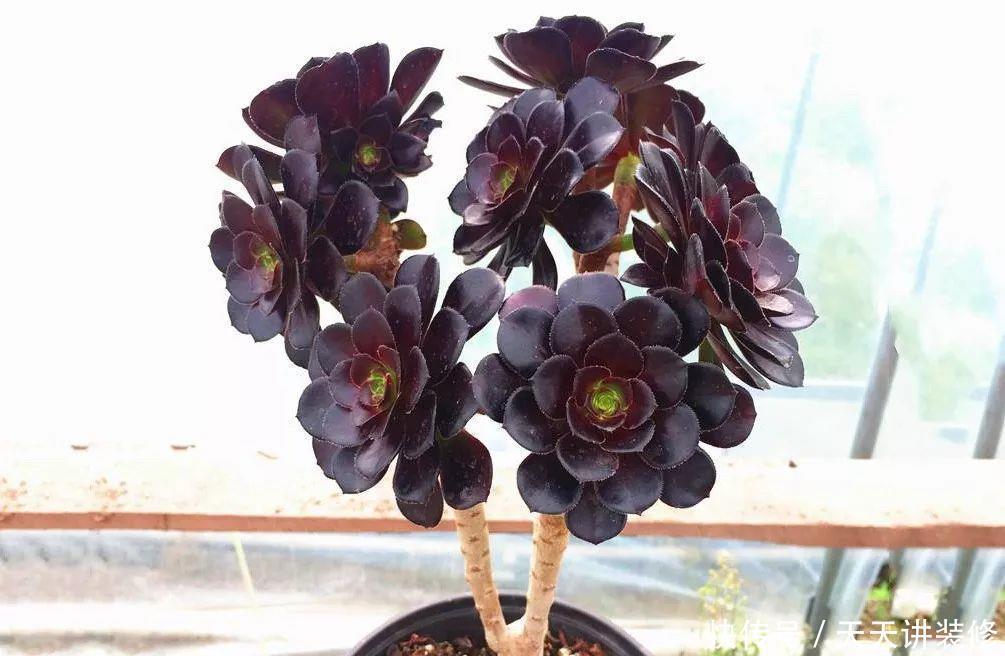 多肉植物黑法师怎么砍头，砍头后一株变多株