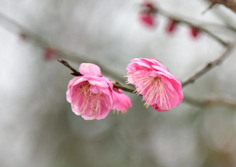 梅花园|安徽巢湖：千余亩梅花即将迎来盛花期