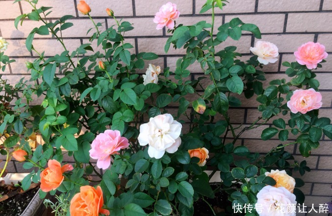 花儿|不适合养花的2种人,买了花也养不久,浪费钱!