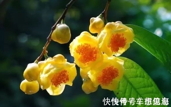 此花|此花是“植物界的大熊猫”,开花时耀眼夺目,象征着谦虚的自然美