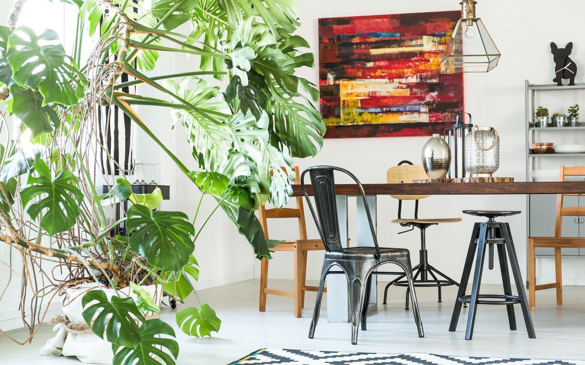 鸭脚木|这22款植物室内养护不但净化空气还吸甲醛,花友纷纷收藏