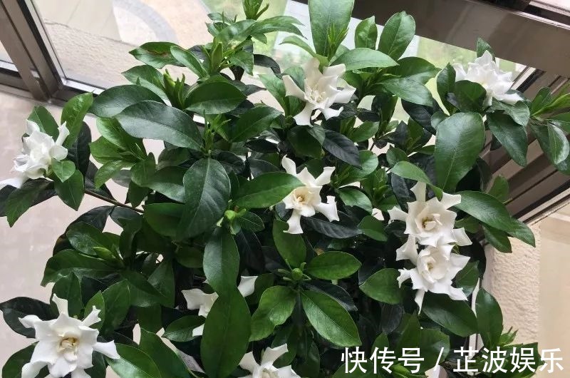 绿萝浇啤酒,文竹来勺糖,1个月嗖嗖长2米!