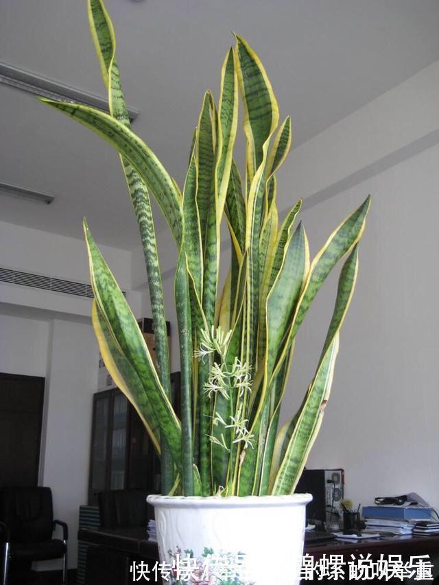 虎皮兰施什么肥2种东西丢盆里，一年不用施肥，叶厚油绿新芽多