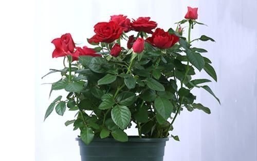 这五种花摆放在家里，娇艳高贵又芬香，净化杀菌还养人