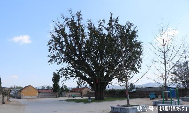 中年|一棵“五百年”银杏树的秋天和冬天, 在栖霞荆子埠村