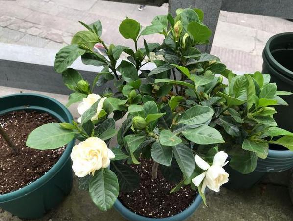 发酵|新人养花没经验不用担心,用它们浇花轻松搞定肥料难题