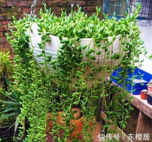 养花|用这3个小妙招养花，不谨慎小心点，真的会出错